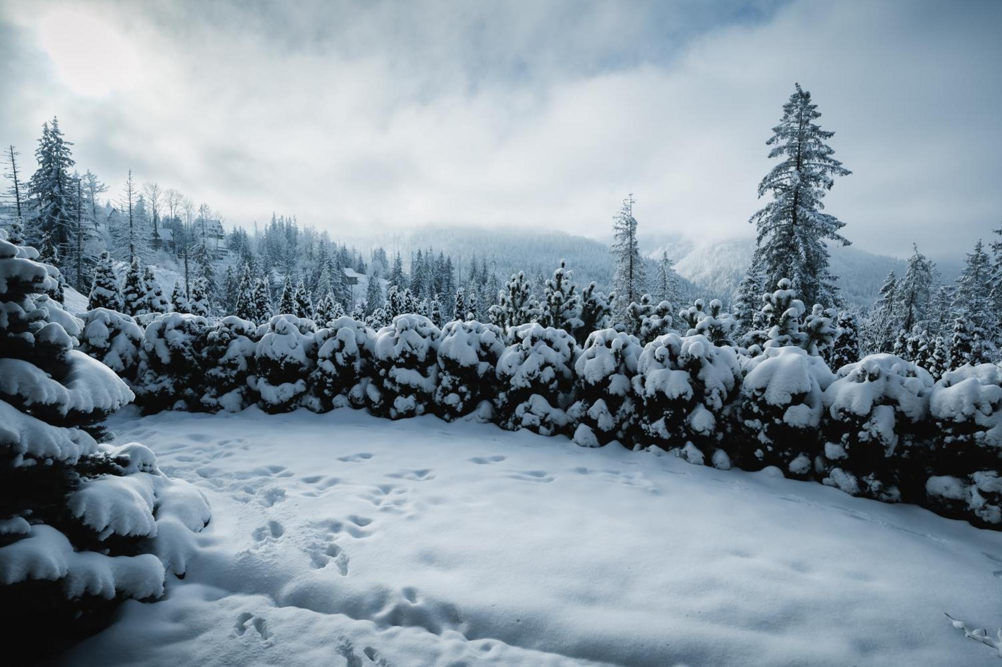 Visitzakopane - Janosik Apartment ภายนอก รูปภาพ