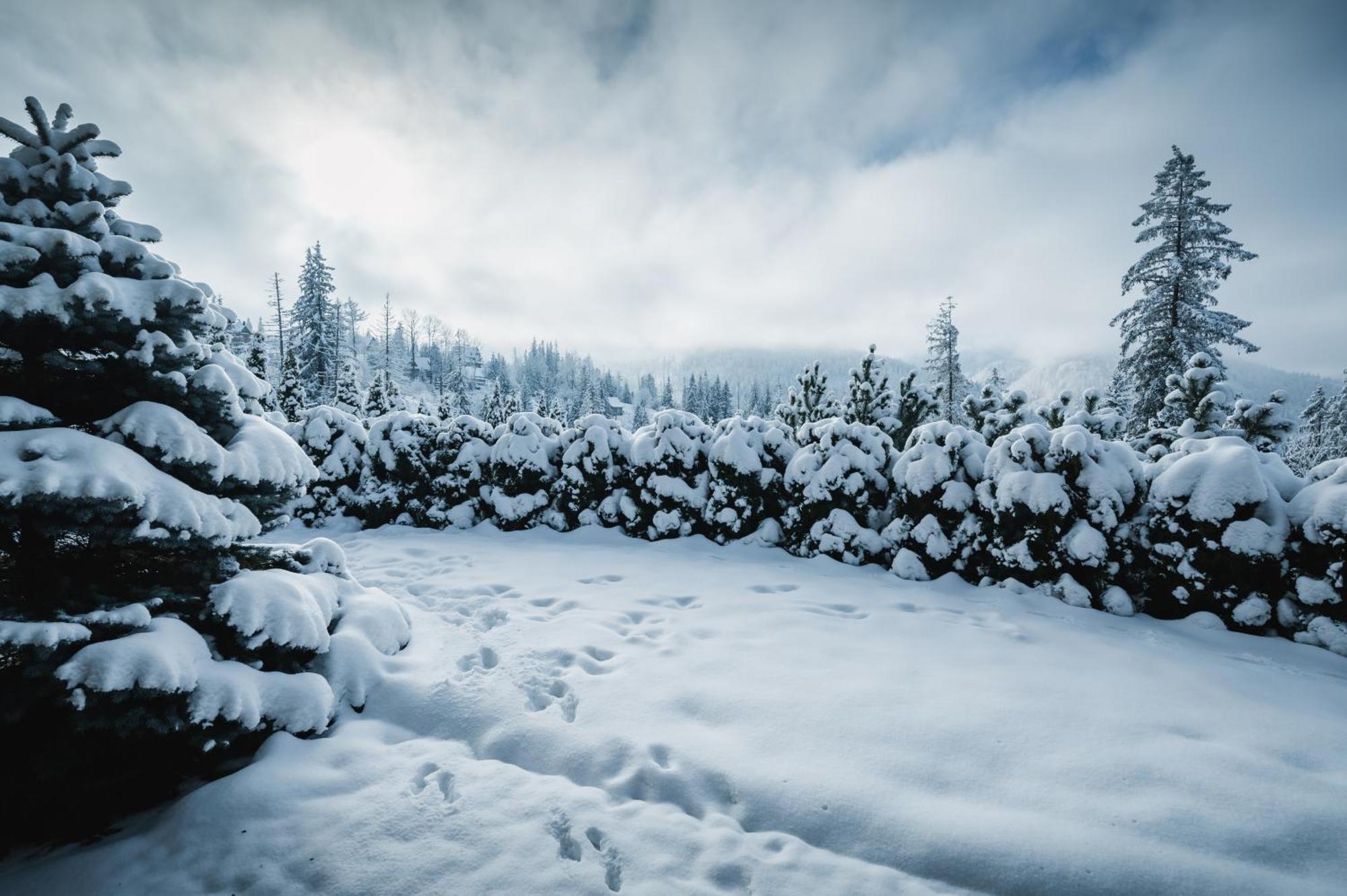 Visitzakopane - Janosik Apartment ภายนอก รูปภาพ